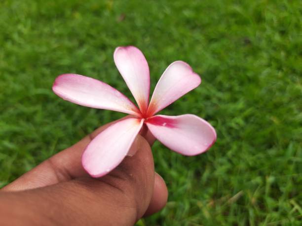 istock Plumeria rubra flower. 2152299141