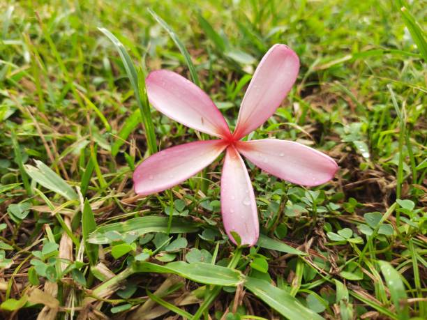 istock Plumeria rubra flower. 2152299149