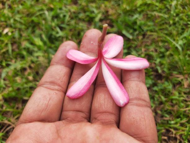 istock Plumeria rubra flower. 2152299158