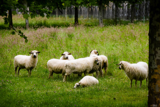 istock flock of sheep in the pasture. 2152300292