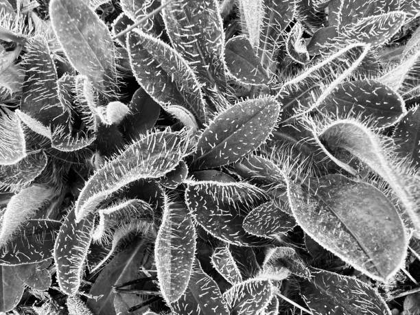 Outdoor plants covered with ice and frost