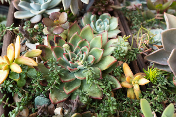 istock Succulent background, selective focus. Composition of colorful succulents for publication, poster, calendar, post, screensaver, wallpaper, cover, website. High quality photo 2152301268