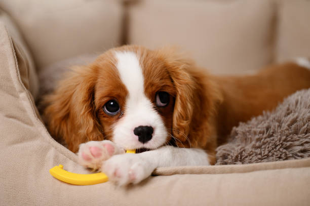 funny cavalier king charles spaniel dog puppy chewing his favorite toy while lying on dog bed inside. relief from itching of growing teeth. adaptation of pet to new family and home. postcard. - cavalier king charles spaniel fotografías e imágenes de stock