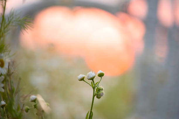 delicate wild chamomile flowers at sunset in a field. soft focus and colors