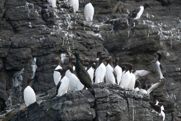 istock guillemots and cormorant crowd on a cliff 2152303007