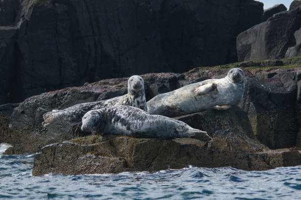 istock grey seal group laying on the rocks 2152303042