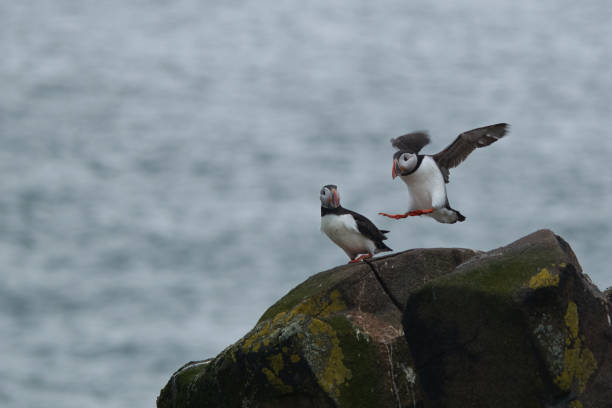 istock atlantic puffin landing on a rock 2152303072