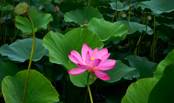 istock Lotus flower (Nelumbo, Nelumbo nucifera, Nelumbo komarovii).Beautiful rare blooming lotus 2152303132