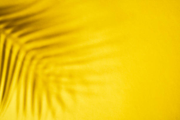istock Gray Shadow of the Leaves on a Yellow Wall 2152304095