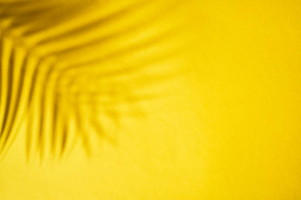 istock Gray Shadow of the Leaves on a Yellow Wall 2152304104