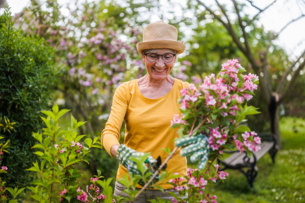istock Senior woman gardening 2152305242