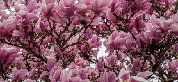 istock magnolia flowers blooming on branches 2152305243