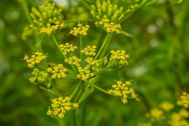 istock Pastinaca sativa subsp. urens, Pastinaca umbrosa, Apiaceae. Wild plant shot in summer 2152305762