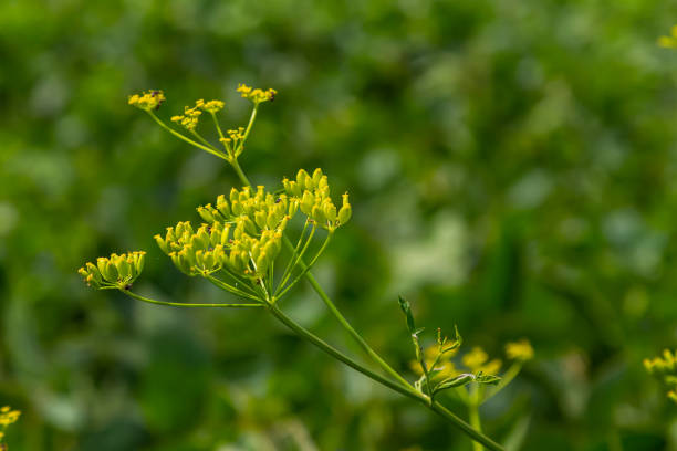 Pastinaca sativa subsp. urens, Pastinaca umbrosa, Apiaceae. Wild plant shot in summer.