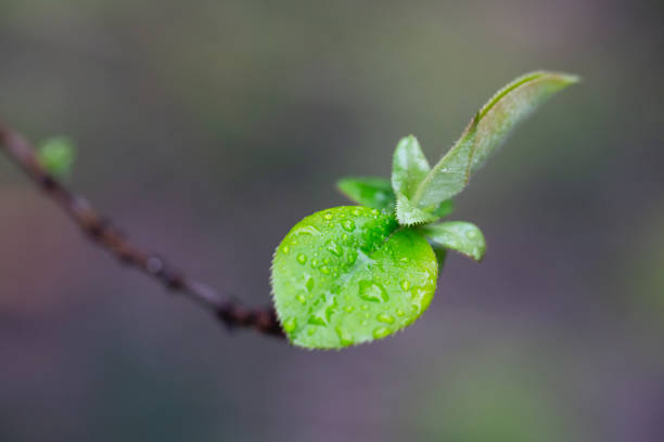 the young leaves of Pseudocydonia sinensis on a blurred background, selective focus. Early spring
