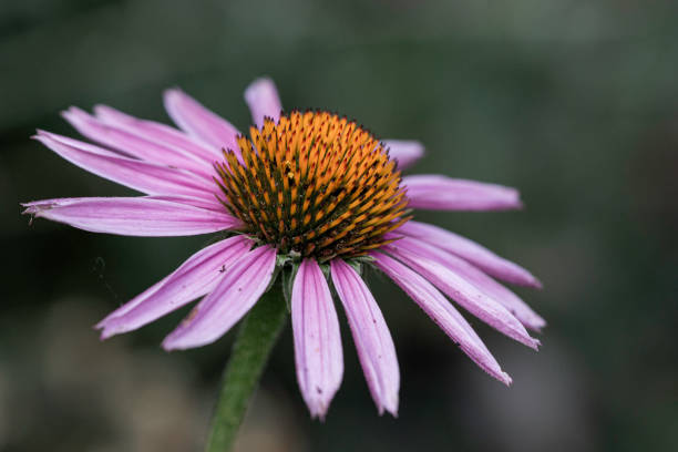 Purple coneflower, Echinacea purpurea. Close-up of purple flower