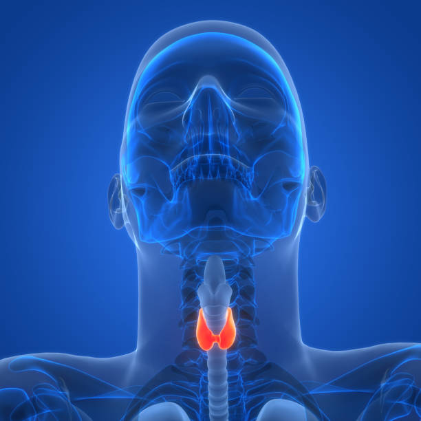 istock Human Body Glands Thyroid Gland Anatomy 2152311713
