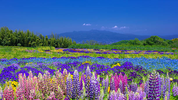 Spring scenery at Takasaki city in Gunma prefecture, Japan This is a spring scenery at Takasaki city in Gunma prefecture, Japan.
This place is Hanadaka Observation Flower Hill.
You can visit and see this beautiful landscape for free (Public flower garden). the may pictures stock pictures, royalty-free photos & images