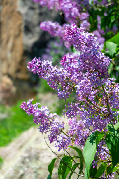 Flowering purple lilac on a branch. Blurred background.