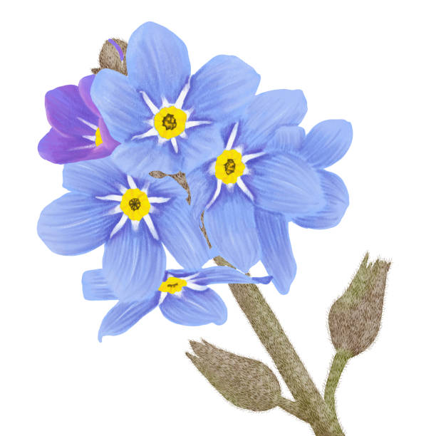 istock illustration of forget-me-not flowers on a white background 2152313474