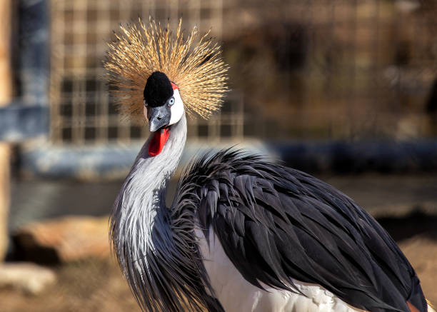 Majestic crane with blue-grey plumage, black & white face, and a crown of golden feathers. Found in wetlands & savannas of eastern & southern Africa.