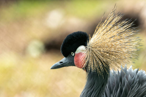 istock Grey Crowned Crane (Balearica regulorum) - Africa's Golden-Crested Giant 2152313897