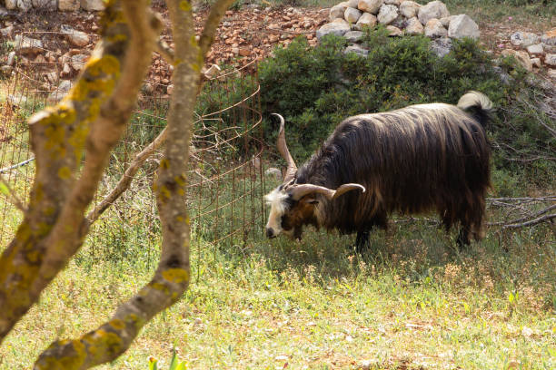 A close-up of a horned sheep with a thick, textured fleece. The earthy tones of its wool blend beautifully with the rustic background, exuding a tranquil farm atmosphere.