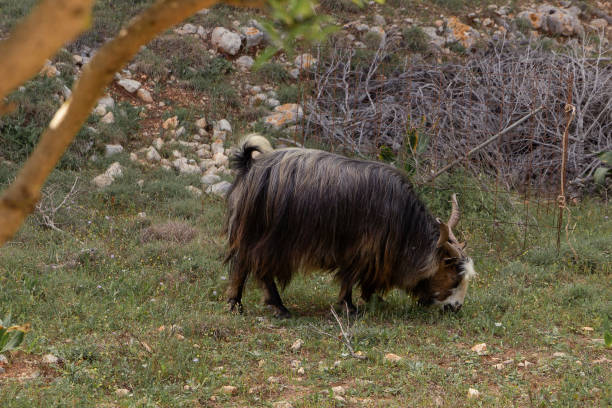 istock Wild goat eating grass on the field 2152314119