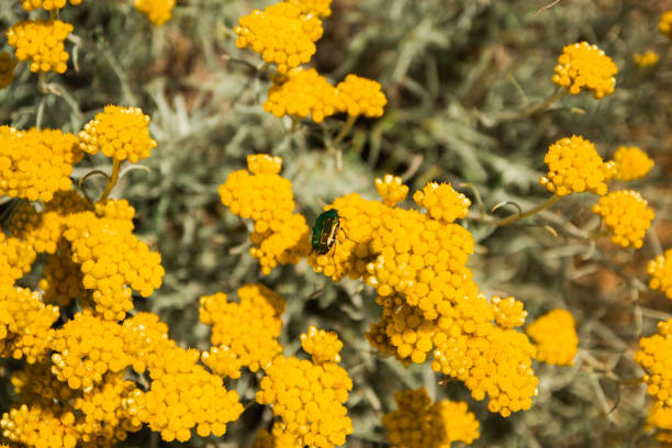 Bug on yellow flower