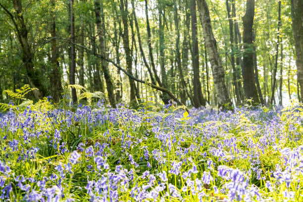 istock Bluebell fields in the green forests of England 2152315502