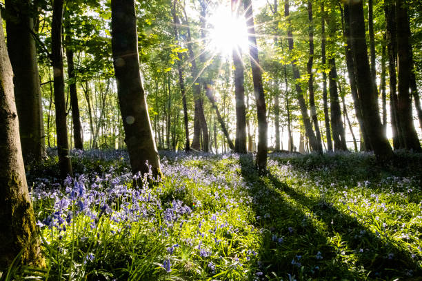 istock Bluebell fields in the green forests of England 2152315517