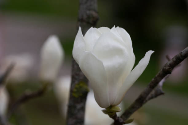 istock Magnolia denudata blooms fragrant white flowers on the branches in early spring. Beautiful white magnolia flowers in the garden 2152318366