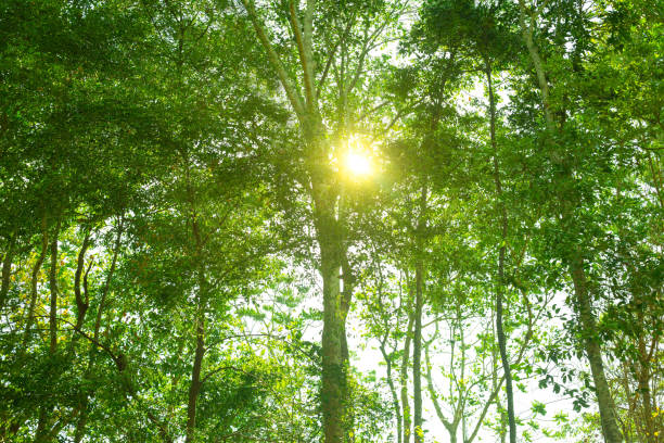 Green forest background texture with branch of tree in sunny light. Sunlight in forest. Canopy of tall tree woods. Environment concept
