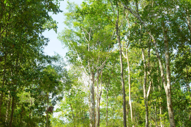 Green forest background texture with branch of tree in sunny light. Sunlight in forest. Canopy of tall tree woods. Environment concept.