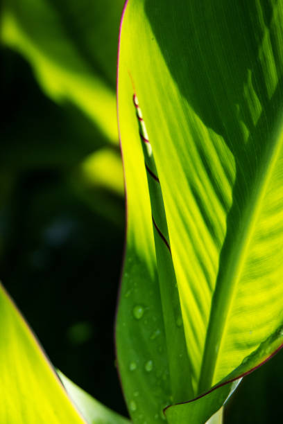 istock new bright green unfurling Canna Lily leaf 2152318795