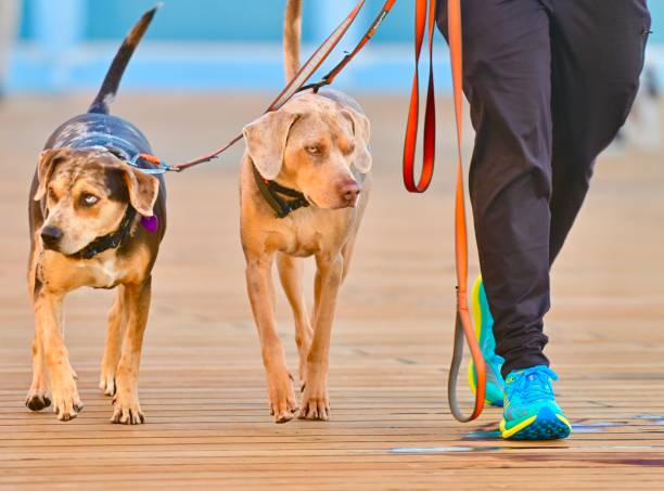 istock Catahoula Leopard Dog 2152318812