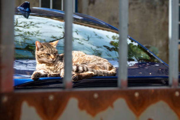 istock Cat sunbathing lying on a car behind a fence. Relaxing cat 2152319593
