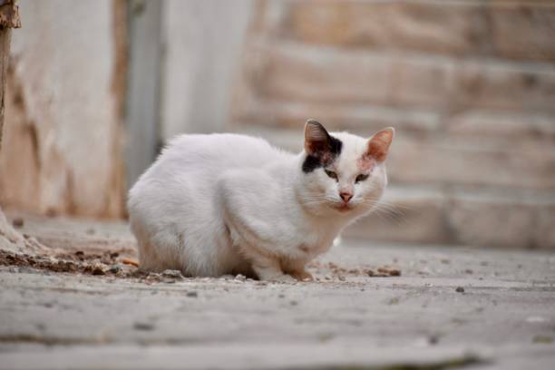 Outdoor cat crouching in Tunis medina, Tunisia