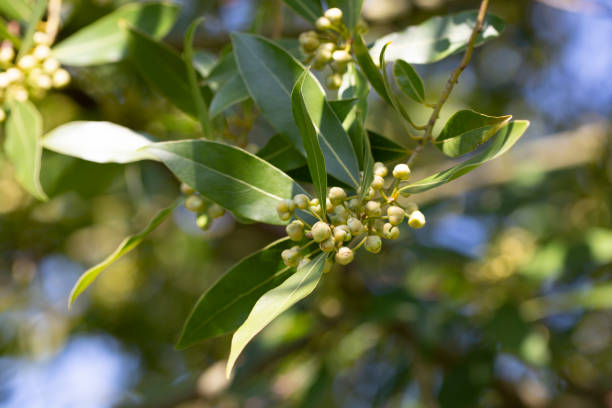 istock Close up Bay laurel (Laurus nobilis) flowers Laureaceae evergreen tree. 2152320572