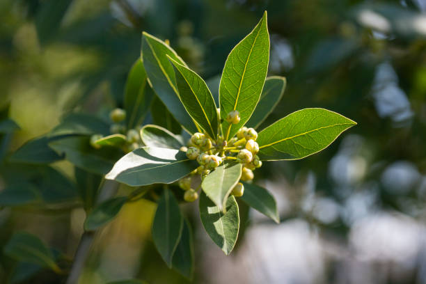 istock Close up Bay laurel (Laurus nobilis) flowers Laureaceae evergreen tree. 2152320621