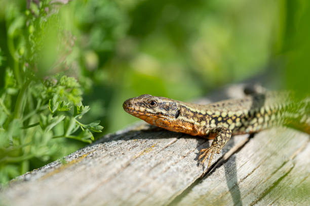 istock Close up of a common wall lizard (Podarcis muralis) 2152322217