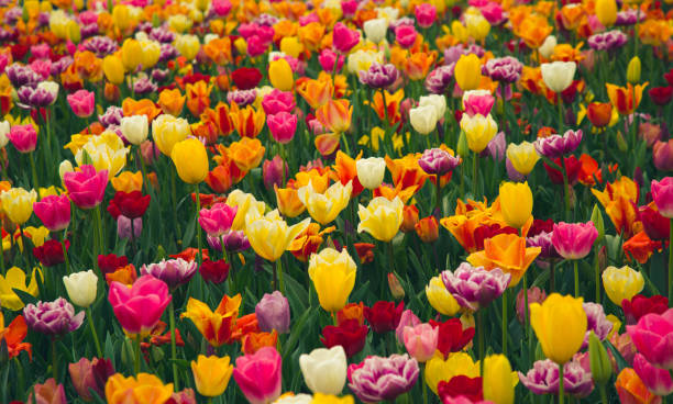 istock Colorful tulip garden 2152323059