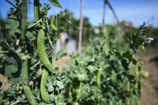 Young green pea on plant