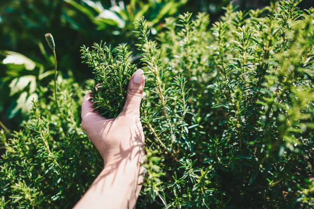 istock Fresh thyme herb in a garden. 2152323385
