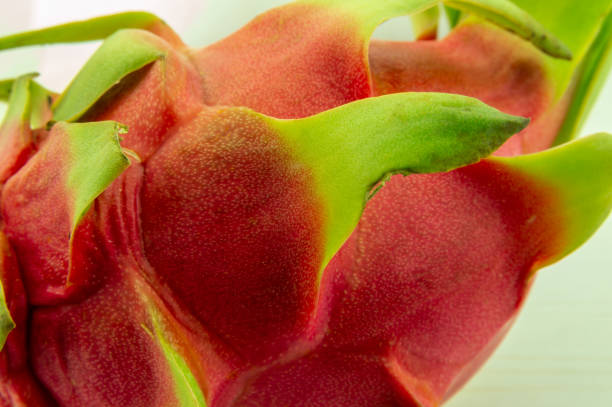 A red and green plant with a green tip. The plant is a dragon fruit. The fruit is ripe and ready to eat