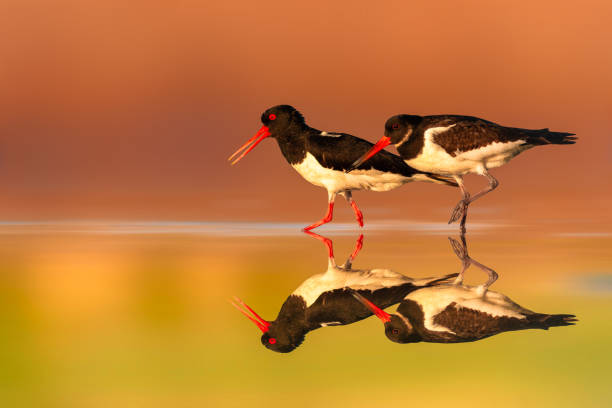 Birds. Colorful nature background. Eurasian Oystercatcher.