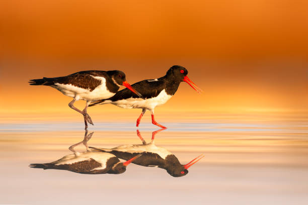 istock Birds. Colorful nature background. Eurasian Oystercatcher. 2152324829