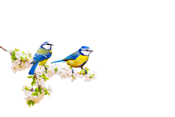 Blue Tit  (Cyanistes caeruleus) perched on a twig