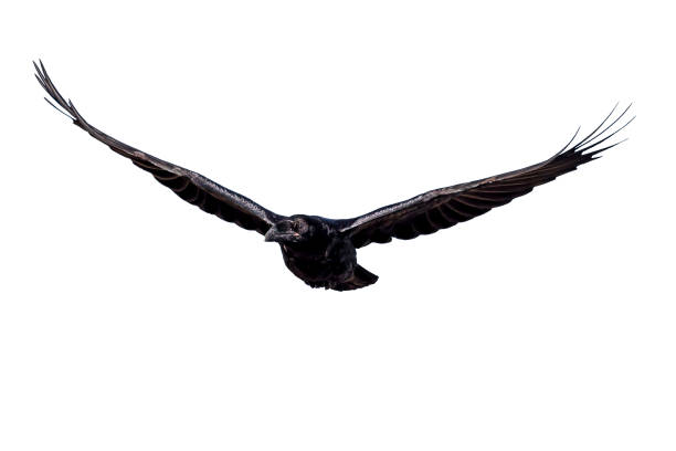 istock Flying raven. Isolated bird. White background. 2152324836
