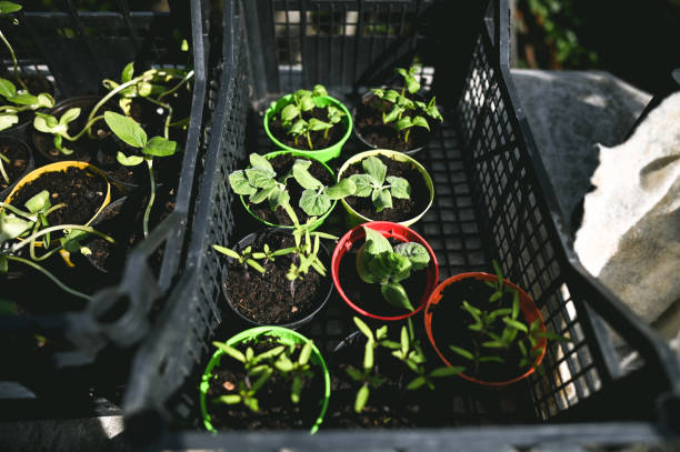 Saplings in plastic trays in a garden with sunlight.